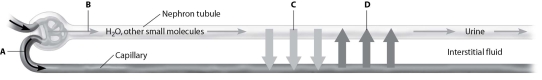 <strong>Which arrow in this schematic view of the nephron shows reabsorption?  </strong> A)arrow A B)arrow B C)arrow C D)arrow D <div style=padding-top: 35px> 