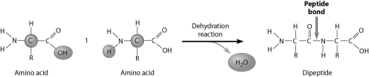 <strong>How are these two amino acids attached together?  </strong> A)amino group to amino group B)amino group to carboxylic acid group C)carboxylic acid group to carboxylic acid group D)through a hydrolysis reaction <div style=padding-top: 35px> 