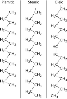 <strong>Below are the structures of three fatty acids, palmitic acid, stearic acid, and oleic acid. What combination of these fatty acids could you use to make a fat that is liquid at room temperature?  </strong> A)one palmitic acid, one stearic acid, and one oleic acid B)three palmitic acids C)two palmitic acids and one stearic acid D)one stearic acid, one oleic acid, and one phosphate group <div style=padding-top: 35px> 
