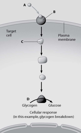 <strong>Which molecule in this figure portraying water-soluble hormone action is the receptor protein? </strong> A)molecule A B)molecule B C)molecule C D)molecule D