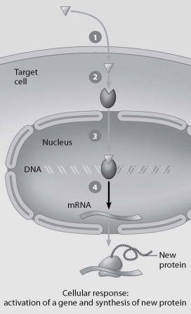 <strong>Which step in this figure portraying lipid-soluble hormone action shows transcription in response to the bound hormone-receptor complex? </strong> A)step 1 B)step 2 C)step 3 D)step 4