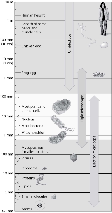 <strong>According to this figure, which of the following are large enough to see in the light microscope? </strong> A)atoms B)proteins C)viruses D)mitochondria
