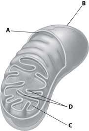 <strong>Which part of the mitochondrion shown enhances its ability to produce ATP by increasing the surface area of a mitochondrial membrane? </strong> A)structure A B)structure B C)structure C D)structure D