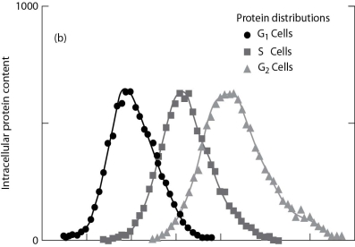 <strong> Much of the intracellular structure of a eukaryote cell is involved in protein synthesis. The figure shows the amounts of protein in cells at different parts of the cell cycle between two cell divisions. G₁ is a stage just after the cell has divided, and G₂ is the stage just before the cell divides again. S is a stage when the cell is synthesizing material such as DNA, mitochondria, and other organelles. Which of these conclusions cannot reasonably be drawn from the graph?</strong> A)Protein production occurs throughout the cell cycle. B)Increase in ribosomal activity occurs as a cell prepares to divide. C)Cells export a large amount of protein following cell division. D)There is always a supply of amino acids in the cell.