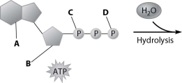 <strong>Which part of the ATP molecule breaks free of the rest when an ATP molecule is used for energy? </strong> A)part A B)part B C)part C D)part D