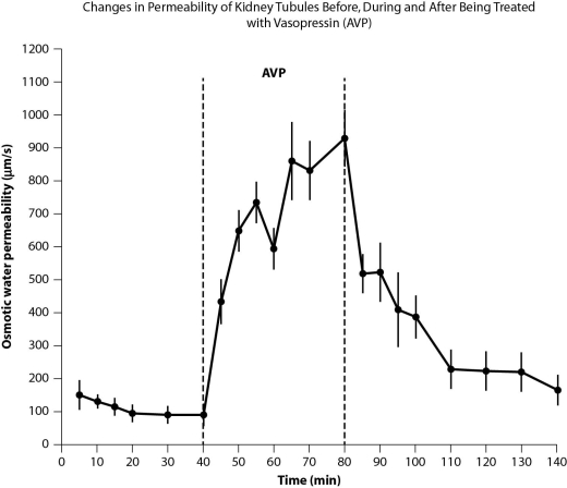 <strong>Figure A. Changes in permeability of tubules in the kidney in response to the hormone vasopressin (AVP), which aids in osmoregulation. Figure B. Density of aquaporins in kidney tubule cells before, during, and after administration of vasopressin. Figure C. Permeability of tissues to water before, during, and after administration of vasopressin. The following questions relate to these data indicating how the tubules in the kidney respond to the administration of the hormone vasopressin. How do the data in Figure A relate to the data in Figures B and C?</strong> A)Figure B shows the method used to obtain the data in Figure A. B)Figure C is essentially a summary of the data in Figure A. C)Figure A is about water movement, and Figures B and C are about presence of aquaporins. D)Figure A has data for more than 2 hours, and Figures B and C show data all collected at the same time.
