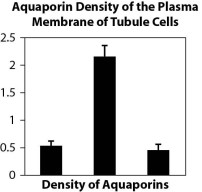 <strong>Figure A. Changes in permeability of tubules in the kidney in response to the hormone vasopressin (AVP), which aids in osmoregulation. Figure B. Density of aquaporins in kidney tubule cells before, during, and after administration of vasopressin. Figure C. Permeability of tissues to water before, during, and after administration of vasopressin. The following questions relate to these data indicating how the tubules in the kidney respond to the administration of the hormone vasopressin. How do the data in Figure A relate to the data in Figures B and C?</strong> A)Figure B shows the method used to obtain the data in Figure A. B)Figure C is essentially a summary of the data in Figure A. C)Figure A is about water movement, and Figures B and C are about presence of aquaporins. D)Figure A has data for more than 2 hours, and Figures B and C show data all collected at the same time.