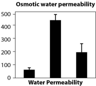 <strong>Figure A. Changes in permeability of tubules in the kidney in response to the hormone vasopressin (AVP), which aids in osmoregulation. Figure B. Density of aquaporins in kidney tubule cells before, during, and after administration of vasopressin. Figure C. Permeability of tissues to water before, during, and after administration of vasopressin. The following questions relate to these data indicating how the tubules in the kidney respond to the administration of the hormone vasopressin. How do the data in Figure A relate to the data in Figures B and C?</strong> A)Figure B shows the method used to obtain the data in Figure A. B)Figure C is essentially a summary of the data in Figure A. C)Figure A is about water movement, and Figures B and C are about presence of aquaporins. D)Figure A has data for more than 2 hours, and Figures B and C show data all collected at the same time.