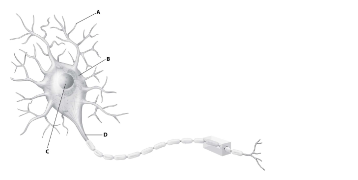 Which part of this diagram of a neuron depicts the axon?  