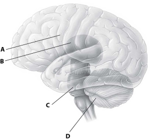 Which part of this diagram of the human brain depicts the cerebellum?