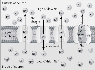 <strong>Describe what is happening in the following figure. </strong> A)Resting potential is not restored. B)The neuron is experiencing resting potential. C)There are fewer positive charges on the inside of the neuron, so it is less negative. D)The neuron is working to restore the resting potential of -70 mV.