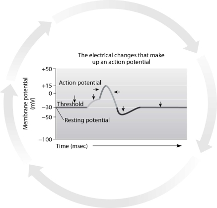 <strong>Use the figure below to answer the following questions. What is the minimum change in the membrane's voltage that must occur to generate the action potential?</strong> A)+20 B)+40 C)+70 D)+120