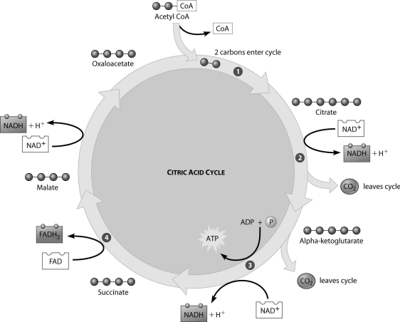 <strong>Which step of the citric acid cycle requires both NAD⁺ and ADP as reactants? </strong> A)step 1 B)step 2 C)step 3 D)step 4