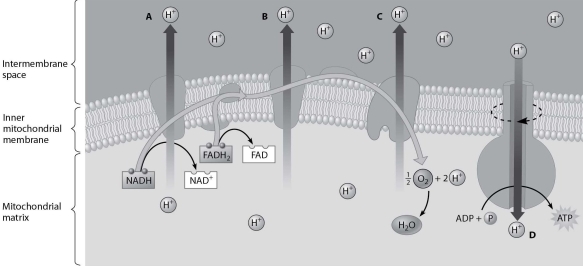 <strong>Which H⁺ has just passed through the inner mitochondrial membrane by diffusion? </strong> A)hydrogen ion A B)hydrogen ion B C)hydrogen ion C D)hydrogen ion D