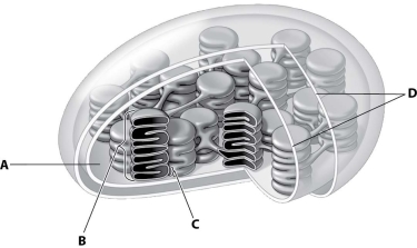 <strong>In this drawing of a chloroplast, which structure represents the thylakoid membrane? </strong> A)structure A B)structure B C)structure C D)structure D