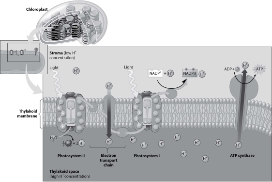 <strong>According to this figure, how do hydrogen ions make their way from the stroma to the thylakoid interior? </strong> A)through photosystem I B)through an electron transport chain molecule C)through the ATP synthase D)directly through the phospholipids of the thylakoid membrane