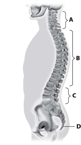 Which part of this figure depicts the thoracic vertebrae?