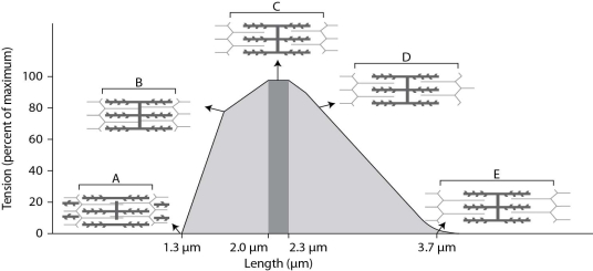 After reading the paragraph below, answer the questions that follow. When sarcomeres contract, they generate force (tension). However, the amount of force generated depends on the sarcomere length and the amount of thick and thin filament overlap. Below is a figure that details the force-generating properties of a single sarcomere. This figure was modified from a scientific paper by Al Gordon and colleagues from 1966 and is a classic illustration of the relationship between sarcomere length and force. -Mammalian muscles can shorten approximately 35% of their resting length when all sarcomeres contract. If a sarcomere passes through maximal tension generation during this 35% contraction, what is the likely starting point for contraction of a sarcomere?