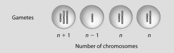 <strong>If these four cells resulted from cell division of a single cell with diploid chromosome number 2n = 4, what best describes what just occurred? </strong> A)normal meiosis B)translocation C)inversion D)nondisjunction