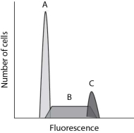 <strong>After reading the paragraphs below, answer the questions that follow. A technique called flow cytometry is used by scientists and researchers to count or sort cells based on specific properties. By labeling cellular DNA with a fluorescent dye, flow cytometry can sort cells based on the amount of DNA present, thereby making it possible to distinguish between cells that are in different stages of the cell cycle. Flow cytometry is especially useful to the medical community because it can help with the diagnosis of certain types of cancers. Below is a typical set of data that you might obtain when running a flow cytometry experiment using a sample of healthy skin cells. Use this figure to help you answer the following questions. If you used flow cytometry to sort a sample of cancerous cells that have been treated with a drug to prevent them from replicating their DNA, what peaks would you expect to see on the resulting flow cytometry data set?</strong> A)A only B)C only C)A and B only D)A, B, and C