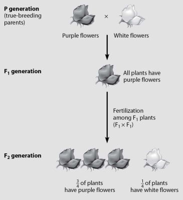 <strong>Which plants in this figure must all be heterozygous? </strong> A)purple-flowered plants in the P generation B)white-flowered plants in the P generation C)purple-flowered plants in the F₁ generation D)purple-flowered plants in the F₂ generation