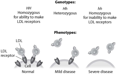 <strong>According to this figure, heterozygotes for this form of hypercholesterolemia suffer from the disease because they </strong> A)produce an abnormally shaped LDL receptor. B)don't produce any LDL receptors. C)produce too many LDL receptors. D)don't produce enough LDL receptors.