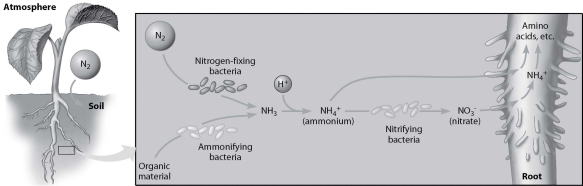 -According to this figure, which of the following can directly use atmospheric N₂