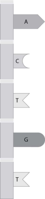 <strong>What nucleotide sequence would be found on the partner DNA strand of the strand shown? </strong> A)ACTGT B)UGAGA C)TGACA D)TGUGU
