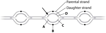 <strong>If the left end of the daughter strand indicated by the arrow in the figure is being synthesized in one continuous piece, then </strong> A)the DNA at point A is being synthesized in one continuous piece. B)the DNA at point B is being synthesized in small pieces. C)the DNA at point C is being synthesized in one continuous piece. D)the DNA at point D is being synthesized in one continuous piece.