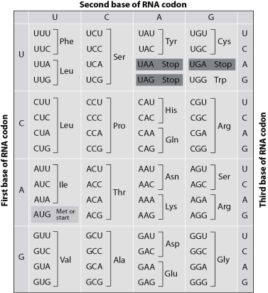 <strong>Examine the following two DNA sequences. Sequence 1: ATGCGATGCTAGCAT Sequence 2: ATGCGATGATAGCAT If both of these sequences code for proteins, how might the function of protein 2 differ from the function of protein 1? Use the genetic code below for assistance. </strong> A)Protein 1 and protein 2 will function exactly the same. B)Protein 1 will be shorter than protein 2, so they will not function the same. C)Protein 2 will be shorter than protein 1, so they will not function the same. D)Protein 2 has a different sequence, so it will function differently from protein 1.