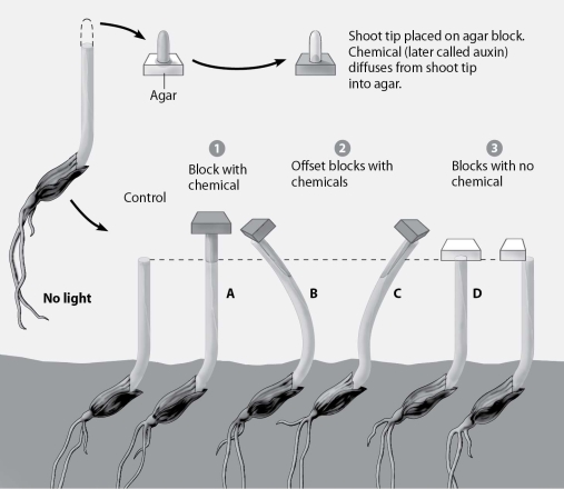   -In addition to demonstrating that auxin stimulates elongation, this diagram also shows that
