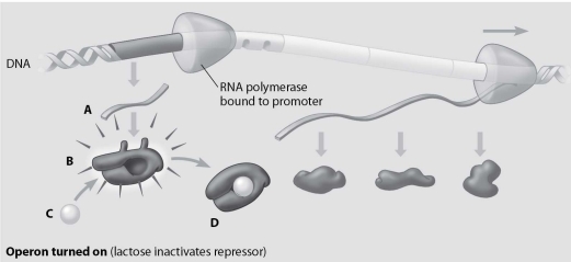 <strong>In this drawing of the lac operon, which molecule is an inactive repressor?  </strong> A)molecule A B)molecule B C)molecule C D)molecule D <div style=padding-top: 35px> 