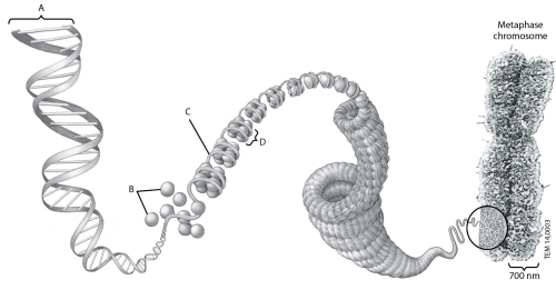 <strong>Which structure in this figure shows one complete nucleosome?  </strong> A)structure A B)structure B C)structure C D)structure D <div style=padding-top: 35px> 
