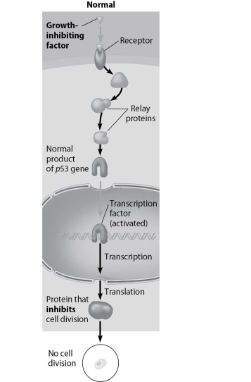 <strong>The figure below shows a normal cell transduction pathway. If the receptor wasn't there, which of the following is the most likely outcome?  </strong> A)Cell division will occur normally. B)Cell division will not occur at all. C)Cell division will be increased. D)Cell division will be decreased. <div style=padding-top: 35px> 