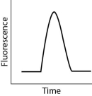 <strong>After reading the paragraph below, answer the questions that follow. While DNA microarrays can be used to determine whether or not a gene is expressed in a cell, quantitative polymerase chain reaction (qPCR) can be used to measure the extent of gene expression in cells and tissues. To perform qPCR, mRNA is extracted from cells and reverse transcribed to complementary DNA (cDNA). Using fluorescent DNA molecules that recognize specific gene sequences and DNA polymerase, copies of the gene sequence of interest are made. After the copies are made, a fluorescent detector measures the intensity of the fluorescent signal, which is proportional to the number of mRNA transcripts in the cell and corresponds to the level of gene expression in the cell. A pancreatic cell normally produces low levels of the protein insulin, but after a meal it produces large levels of insulin before returning to its initial state. Which of the following figures would represent qPCR data obtained from a pancreatic cell that went through this cycle?</strong> A)   B)   C)   D)   <div style=padding-top: 35px> 