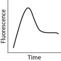 <strong>After reading the paragraph below, answer the questions that follow. While DNA microarrays can be used to determine whether or not a gene is expressed in a cell, quantitative polymerase chain reaction (qPCR) can be used to measure the extent of gene expression in cells and tissues. To perform qPCR, mRNA is extracted from cells and reverse transcribed to complementary DNA (cDNA). Using fluorescent DNA molecules that recognize specific gene sequences and DNA polymerase, copies of the gene sequence of interest are made. After the copies are made, a fluorescent detector measures the intensity of the fluorescent signal, which is proportional to the number of mRNA transcripts in the cell and corresponds to the level of gene expression in the cell. A pancreatic cell normally produces low levels of the protein insulin, but after a meal it produces large levels of insulin before returning to its initial state. Which of the following figures would represent qPCR data obtained from a pancreatic cell that went through this cycle?</strong> A)   B)   C)   D)   <div style=padding-top: 35px> 