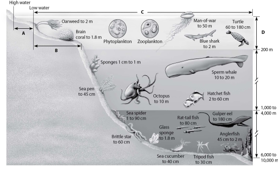 <strong> In what ways are zones A and C similar to other biomes?</strong> A)In abiotic factors, A is similar to rivers and C is most like lakes. B)In species diversity, A is most like tropical rain forests and C is like temperate broadleaf forests. C)In sunlight, A is most like the tundra and C is like coniferous forests. D)In organism sizes, A is most like savannas and C is most like deserts.