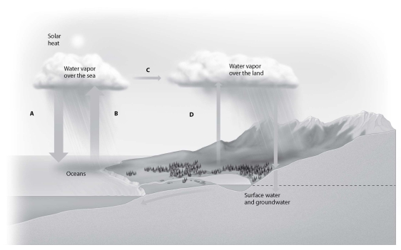 <strong> If process D is decreased, what impact will that likely have on the surrounding area?</strong> A)Increased precipitation will increase erosion. B)Lack of vegetation will increase the probability of drought. C)Areas covered by ocean will increase. D)More moisture will move over land from the ocean.