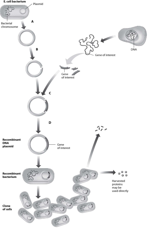 <strong>Which step in this process requires use of restriction enzymes?  </strong> A)step A B)step B C)step C D)step D <div style=padding-top: 35px> 