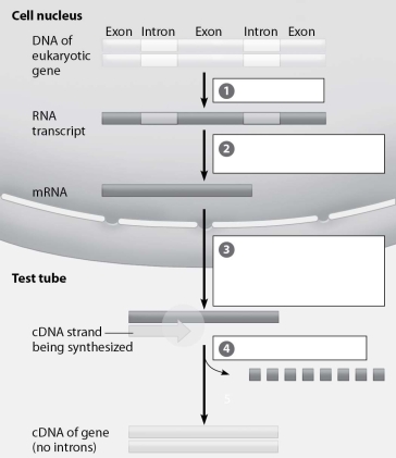 Which step in the creation of cDNA involves the use of reverse transcriptase?