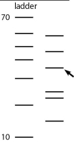 <strong>Use the figure below to answer the following question. The bands in the ladder are in 10-base increments, starting with 10 bases at the bottom and going to 70 bases at the top. Approximately how many bases are in the DNA molecule that the arrow is pointing to?  </strong> A)30 bases B)36 bases C)40 bases D)44 bases <div style=padding-top: 35px> 
