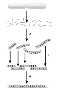 <strong>Below is a figure depicting the whole-genome shotgun method. Which step is most similar to a step used when preparing a genomic library?  </strong> A)step 1 B)step 2 C)step 3 D)step 4 <div style=padding-top: 35px> 
