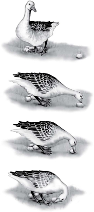 <strong>What type of behavior is illustrated by the bird in this figure? </strong> A)territoriality B)mating behavior C)fixed action pattern D)foraging