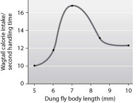 <strong>Which of the following conclusions is supported by this graph? </strong> A)Prey size does not affect the number of calories gained per second of handling time by wagtails. B)Wagtails get more calories per second of handling time with larger flies than with smaller ones. C)Wagtails get more calories per second of handling time with smaller flies than with larger ones. D)Wagtails get more calories per second of handling time with 7-mm flies than with either larger or smaller ones.