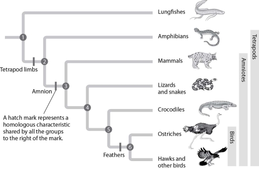 <strong>According to this figure, which pair of organisms shares the most recent common ancestor?  </strong> A)lungfishes and amphibians B)amphibians and lizards C)mammals and crocodiles D)lizards and ostriches <div style=padding-top: 35px> 