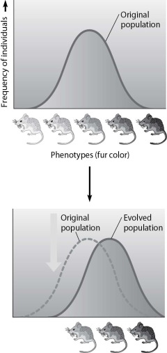 -Which statement best describes the mode of selection depicted in the figure?