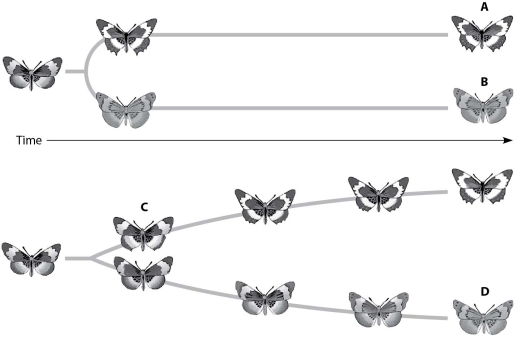 Which butterfly has changed gradually but significantly from its ancestor through microevolutionary events that were not part of a speciation event?  