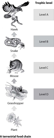 <strong>Which trophic level in this food chain represents the secondary consumer? </strong> A)trophic level A B)trophic level B C)trophic level C D)trophic level D