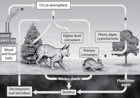 <strong>Which arrow shows CO₂ released as a product of cellular respiration? </strong> A)arrow A B)arrow B C)arrow C D)arrow D