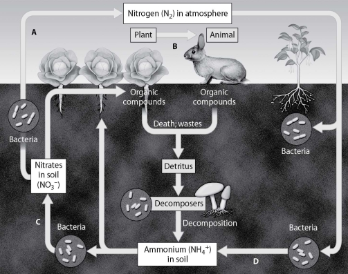<strong>Which arrow shows nitrogen fixation? </strong> A)arrow A B)arrow B C)arrow C D)arrow D